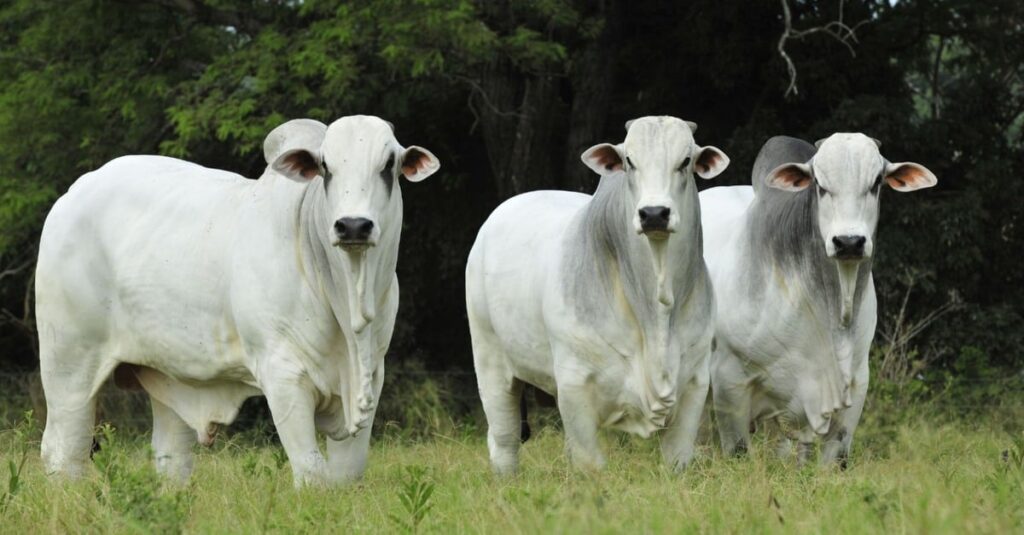 Prova genômica em garrote Nelore: quando a ferramenta é estratégica para o criador?