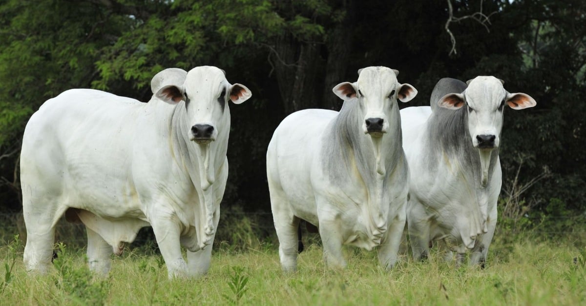 Prova genômica em garrote Nelore: quando a ferramenta é estratégica para o criador?