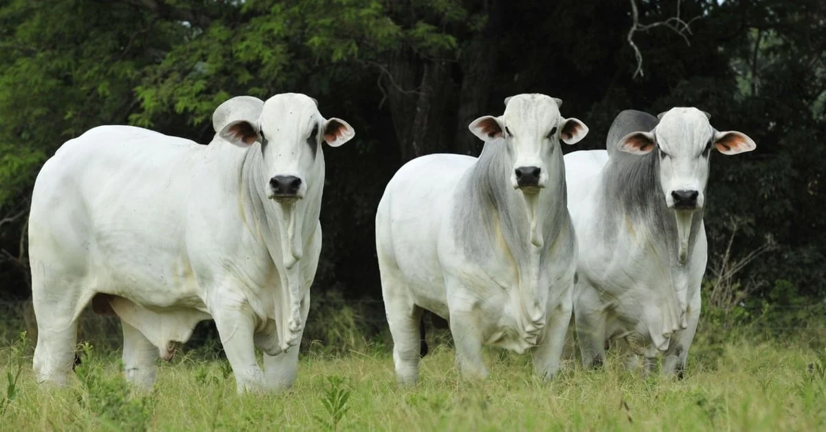 Prova genômica: essencial para Nelore? 3 Prova genômica em garrote Nelore: quando a ferramenta é estratégica para o criador?