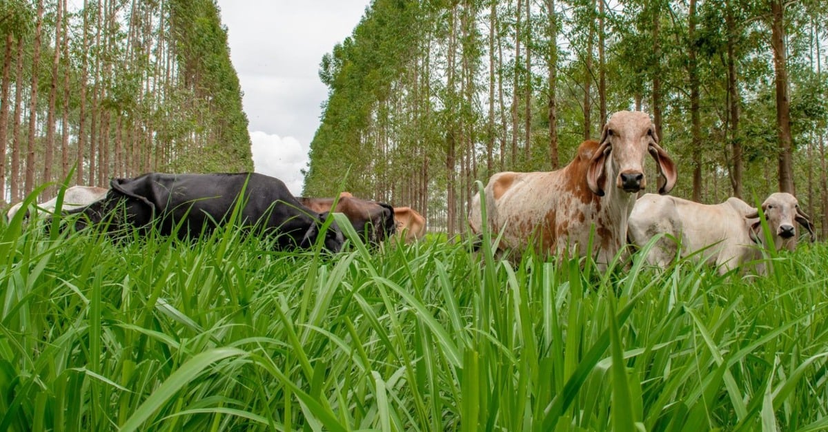 Quantas vacas gir leiteiro são necessárias em 15 ha?