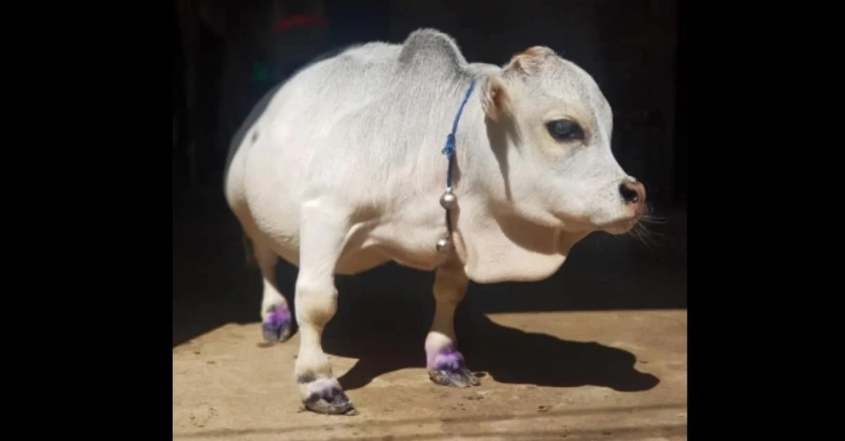 Quem é a Rani? 2 Ouviu falar da Rani? Conheça a menor vaca do mundo