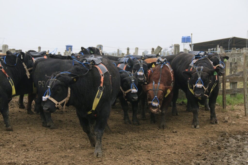 Prova de Eficiência Alimentar da raça angus reúne animais dos três estados