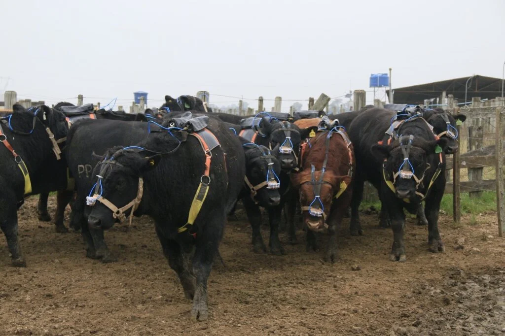 Raça Angus: Eficiência Alimentar com animais dos 3 estados! 23 Prova de Eficiência Alimentar da raça angus reúne animais dos três estados