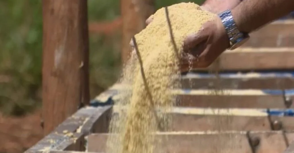 Suplementação: confira receita top de ração com milho, soja, trigo e ureia pecuária