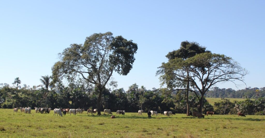 Revitalize suas pastagens de forma sustentável: descubra como! 2 Livro aponta caminhos para o uso sustentável de pastagens em degradação