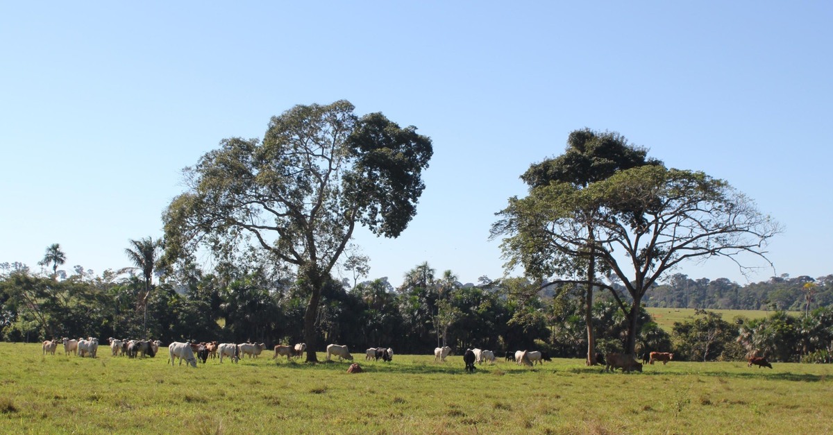 Revitalize suas pastagens de forma sustentável: descubra como!