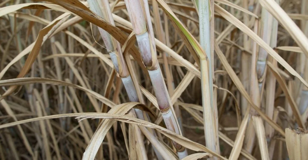 Safra de cana-de-açúcar atinge recorde histórico: 713,2 mi t 2 Safra 2023/24 de cana-de-açúcar chega ao recorde de 713,2 milhões de toneladas