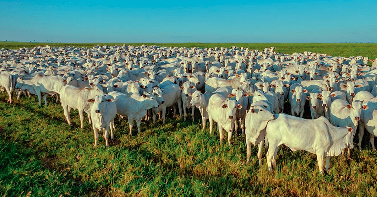 Safra desova: desafio aos pecuaristas. 23 Expectativa de desova da safra exige "jogo de cintura" dos pecuaristas, dizem analistas • Portal DBO