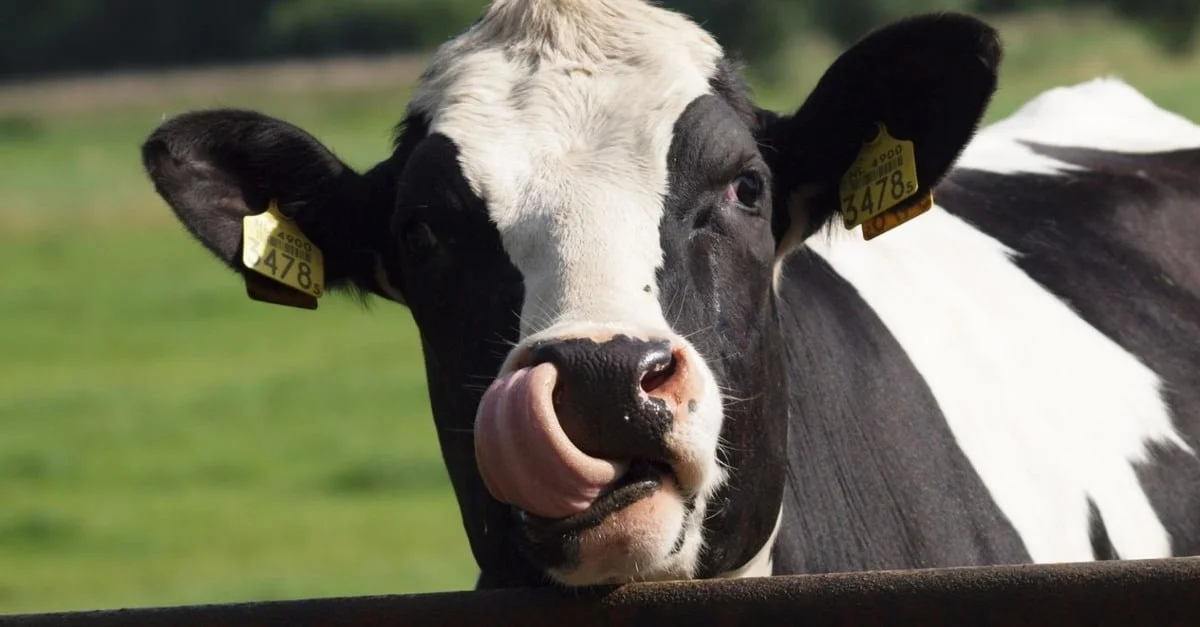 Farelo de soja: saiba a influência do alimento para aumentar a produção leiteira