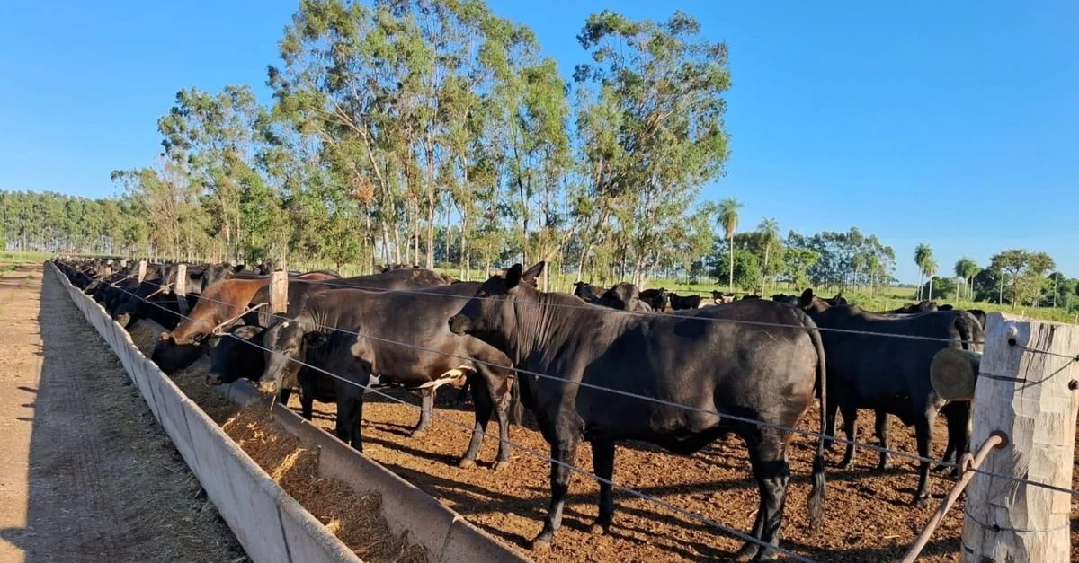 Novilhada de 70 dias de cocho tem acabamento de gordura exemplar em MS