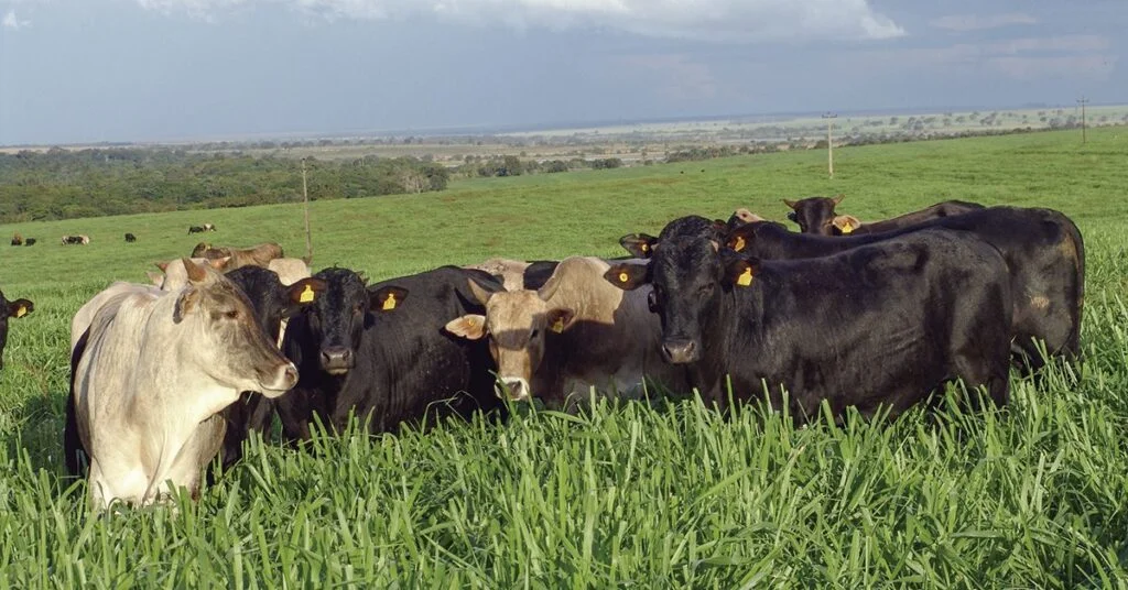 "Segurança e Cautela: Frigoríficos e Pecuaristas em Ação" • Portal DBO 12 frigoríficos operam com cautela e pecuaristas seguram animais no pasto • Portal DBO