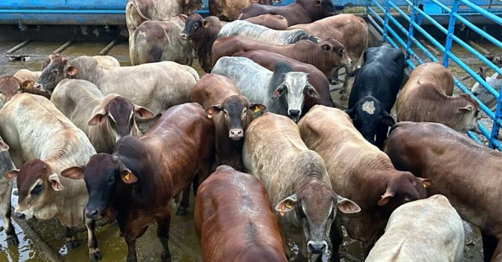 Senepol: gadão precoce, pesado e terminado a pasto garante prêmio extra em MS