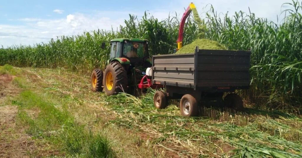 Silagem de milheto: segredo com chorume! 27 Silagem de milheto com chorume em excesso? Saiba o que fazer