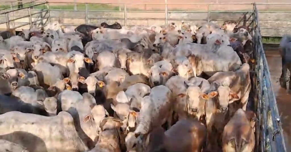 Superlote de bovinos: mais de 230 cabeças! Pecuarista esbanja qualidade no Pará