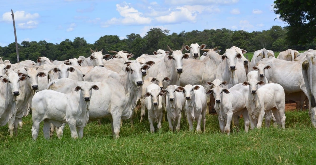 Suplementação fetal: um mistério a ser desvendado