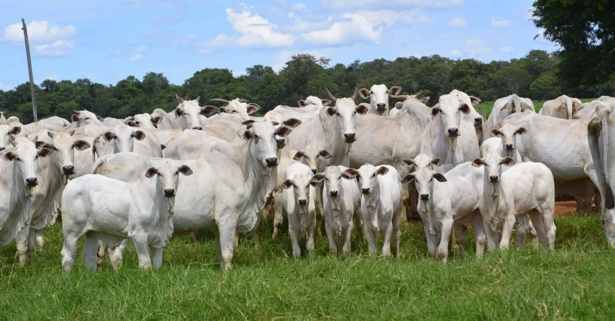 Programação fetal: quando e como suplementar as matrizes?
