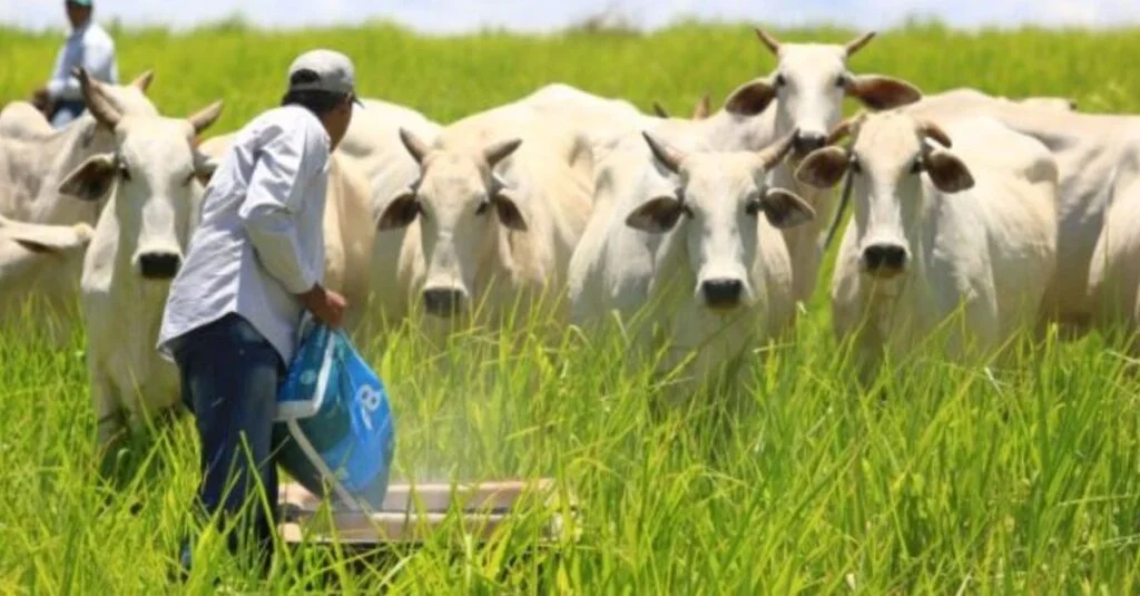 Suplemento mineral: da fazenda para o cocho, Presidente da Asbram alerta 2 “O suplemento mineral chega sim até a fazenda. Falta chegar no cocho”, alerta presidente da Asbram