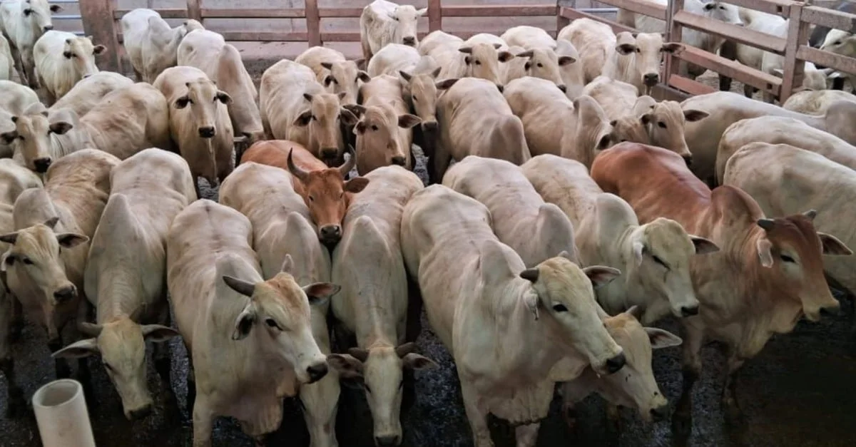 Surpreendente Boiada Castrada: Altas Peso em MS! 2 Boiada castrada terminada a pasto assusta com tanto peso em MS: quase 23@