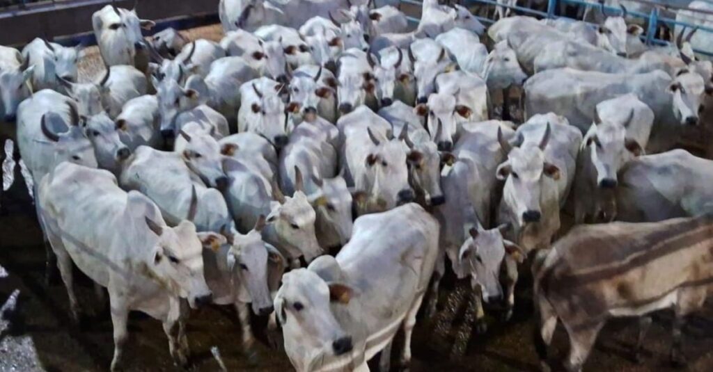 Vacada gorda bem tratada atinge acabamento de gordura ideal em MT