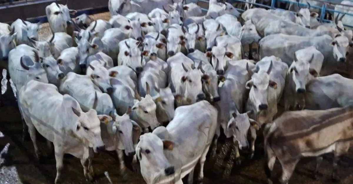 Vacada gorda e bem tratada em MT. 7 Vacada gorda bem tratada atinge acabamento de gordura ideal em MT
