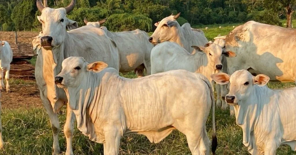 Zé Flávio Junior: Pecuarista realiza sonho após 30 anos. 1 30 anos depois, pecuarista realiza sonho em comprar sua própria fazenda no MT