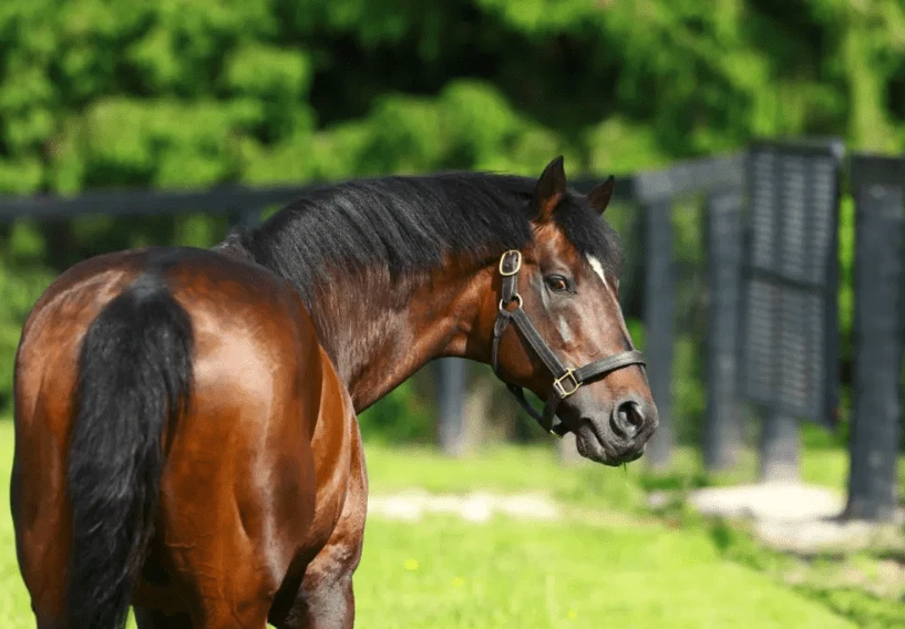 9 animais de fazenda vendidos por milhões – Surgiu