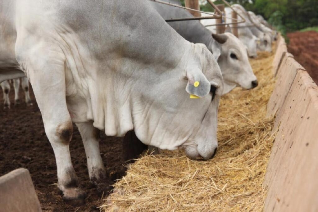 Preço do boi gordo sobe 4,7% em Mato Grosso do Sul