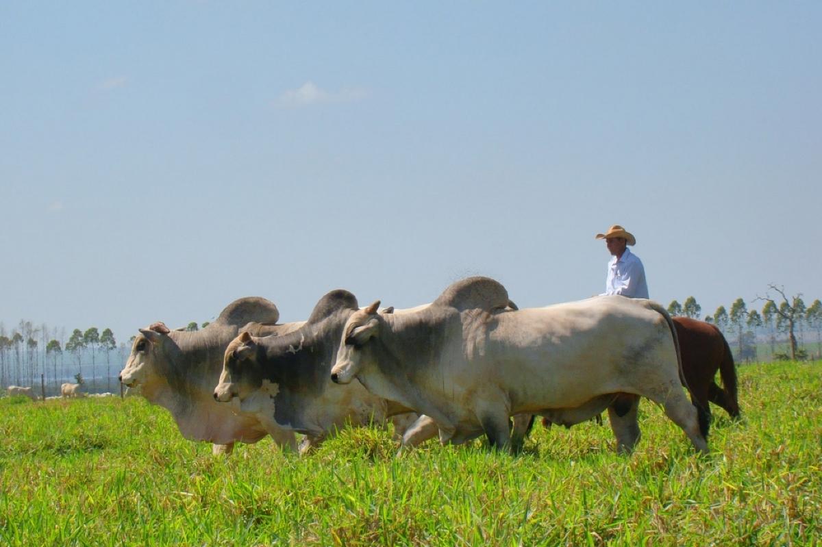 Preços do boi gordo se mantém em queda | Notícias de Campo Grande e MS