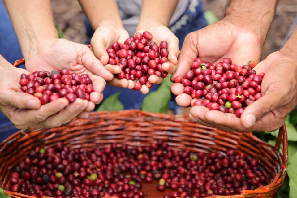 Em Cacoal cafeicultura impulsiona comunidades indígenas e empreendedores na produção | Geral