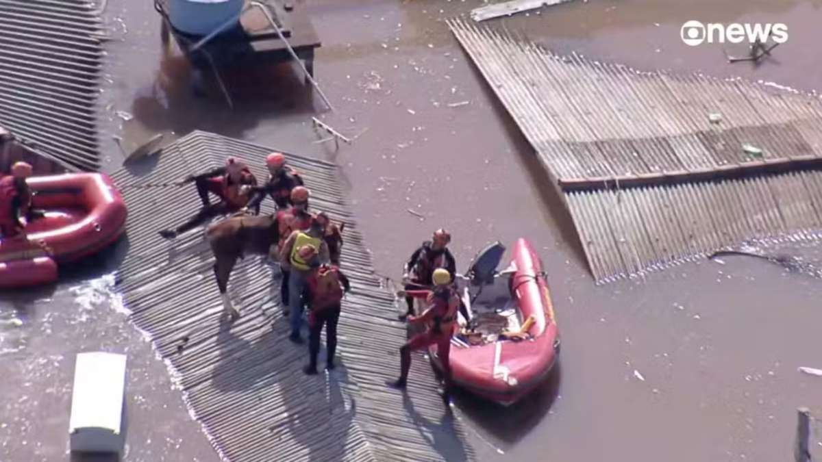 Cavalo "Caramelo" é resgatado de telhado no RS