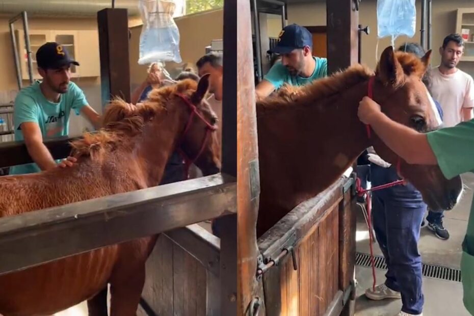 Cavalo Caramelo, resgatado de telhado em Canoas, é disputado por supostos donos