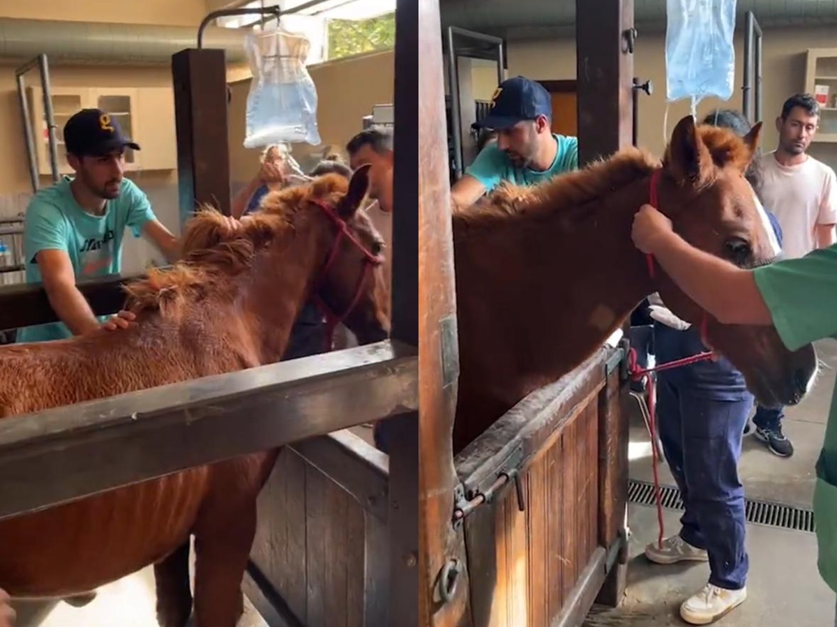 Cavalo Caramelo, resgatado de telhado em Canoas, é disputado por supostos donos
