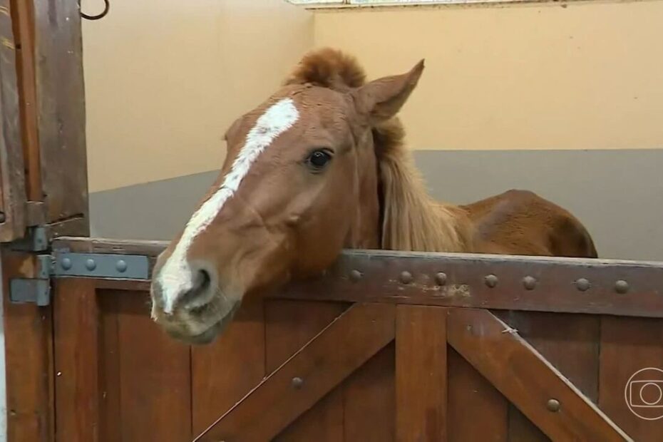 Um dia após o resgate, cavalo Caramelo segue em recuperação | Jornal Nacional