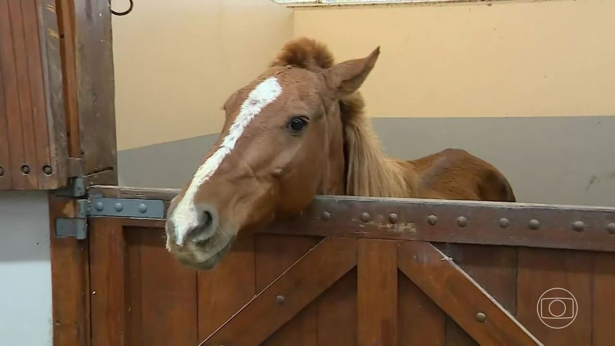 Um dia após o resgate, cavalo Caramelo segue em recuperação | Jornal Nacional