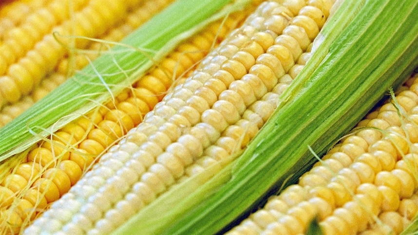 Chuvas prejudicam colheita e ensilagem de milho