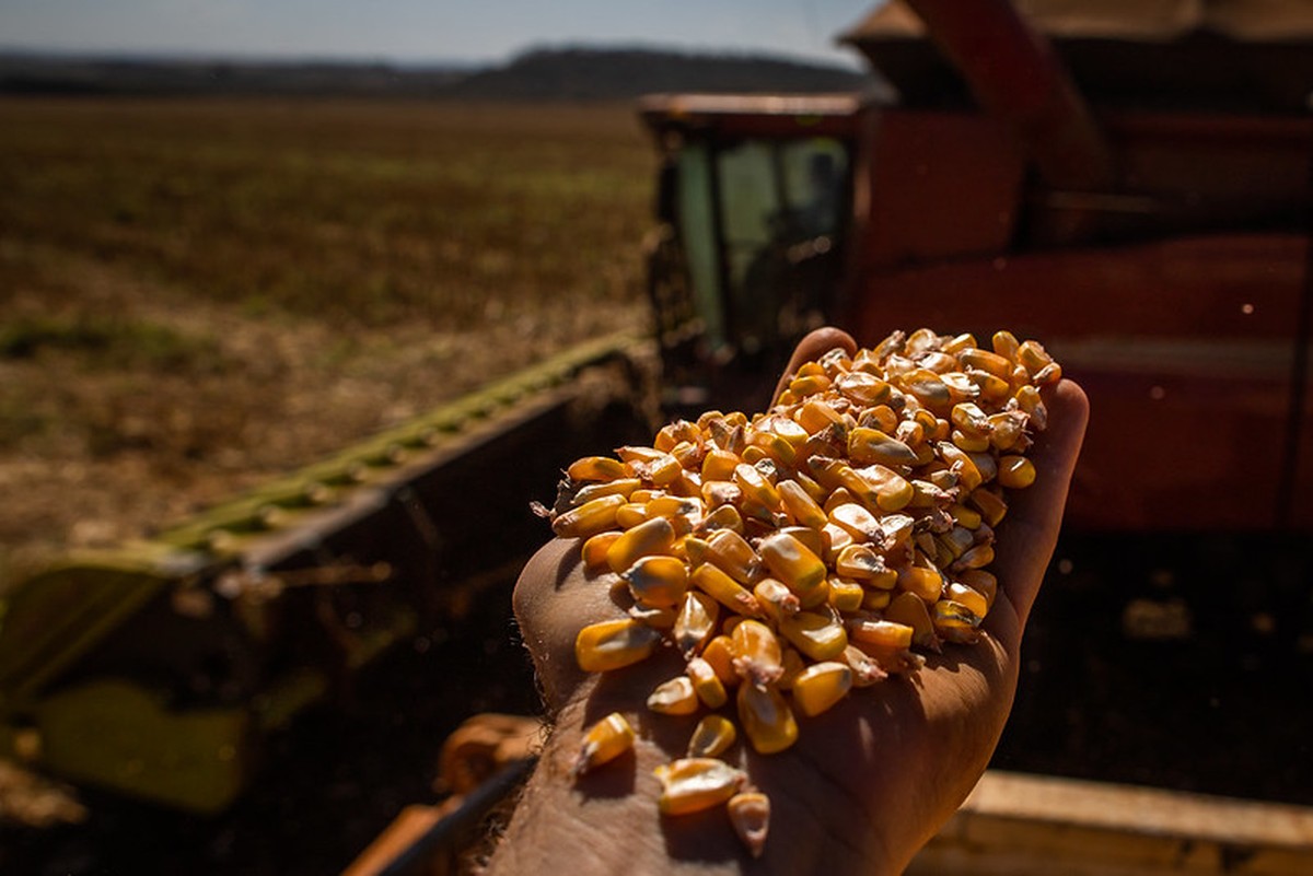 Seca afeta mais de 470 mil hectares de milho em Mato Grosso do Sul | Milho