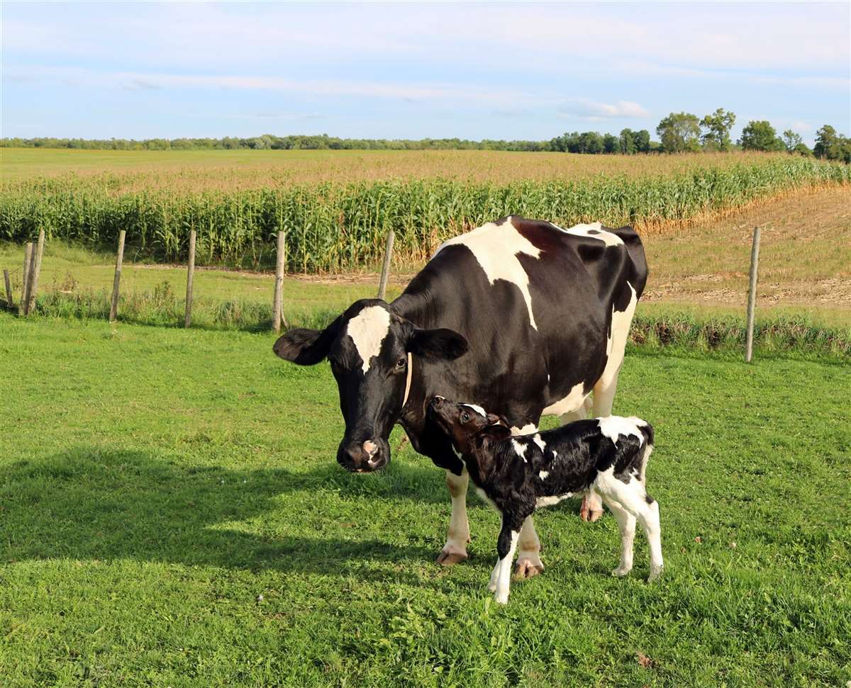 Associação entre dias após a concepção e persistência na lactação em vacas leiteiras