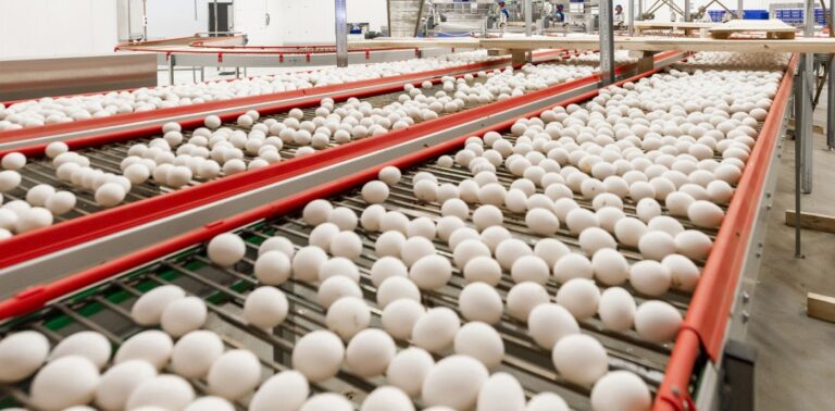 Preços dos ovos se mantêm estáveis na maioria das regiões