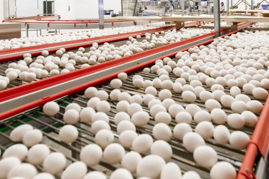 Preços dos ovos se mantêm estáveis na maioria das regiões