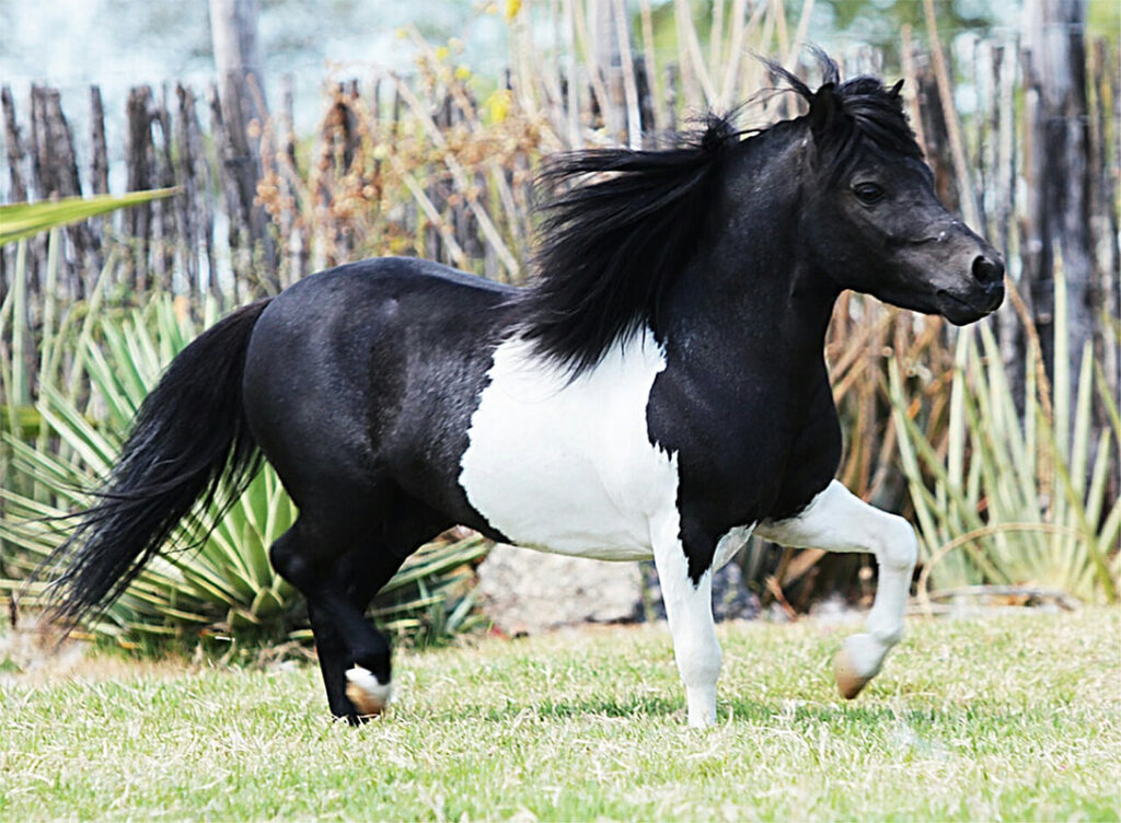 Conheça a raça de cavalo mais barata do Brasil — CompreRural