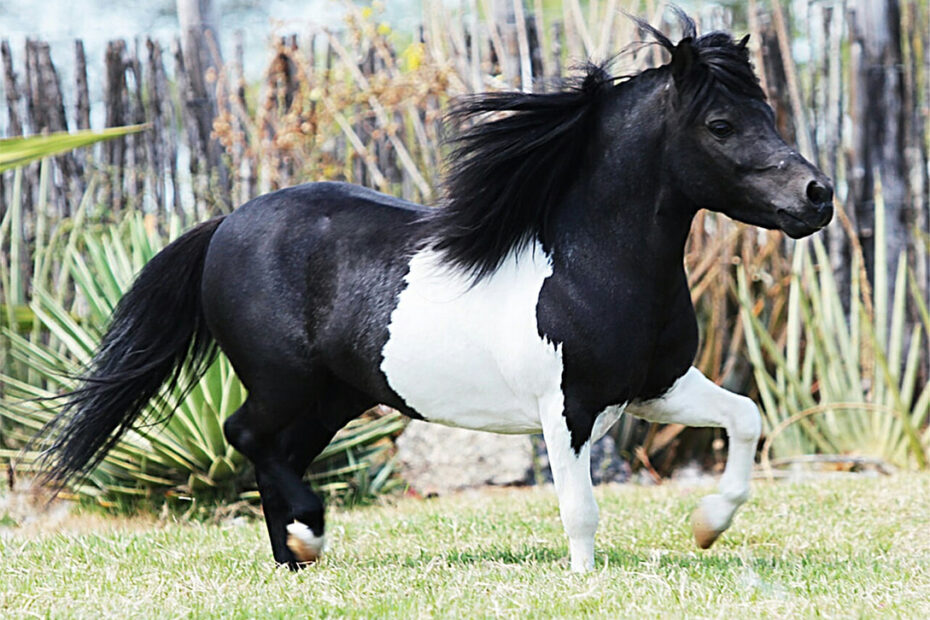 Conheça a raça de cavalo mais barata do Brasil — CompreRural