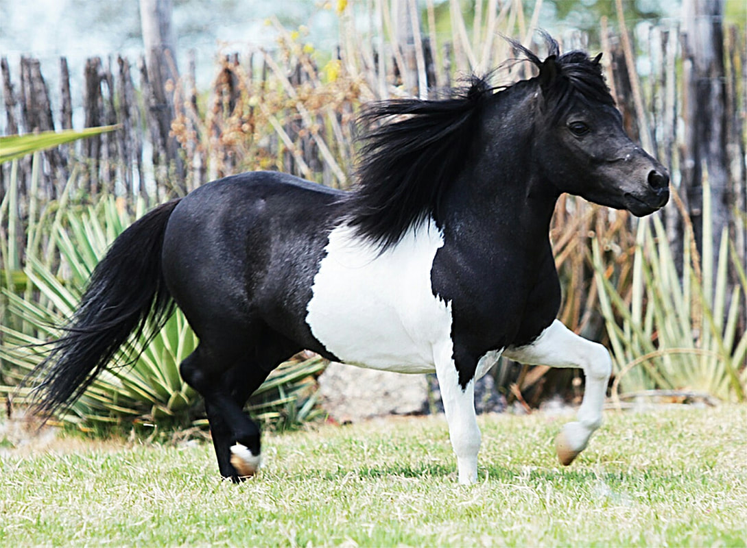 Conheça a raça de cavalo mais barata do Brasil — CompreRural