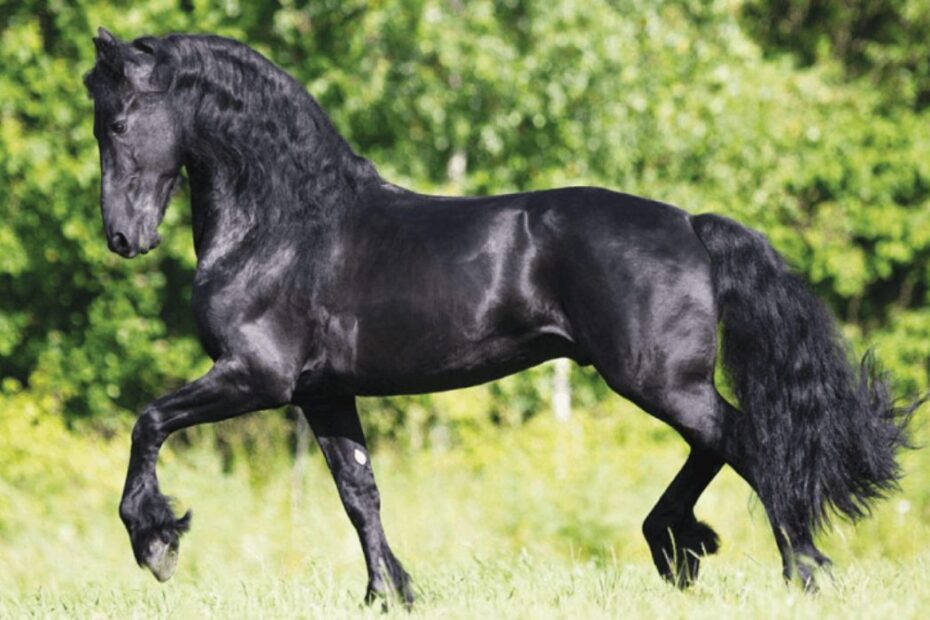 Raças de cavalos mais caras do mundo que você não conhecia — CompreRural