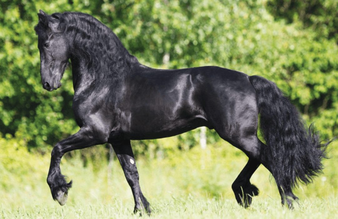 Raças de cavalos mais caras do mundo que você não conhecia — CompreRural