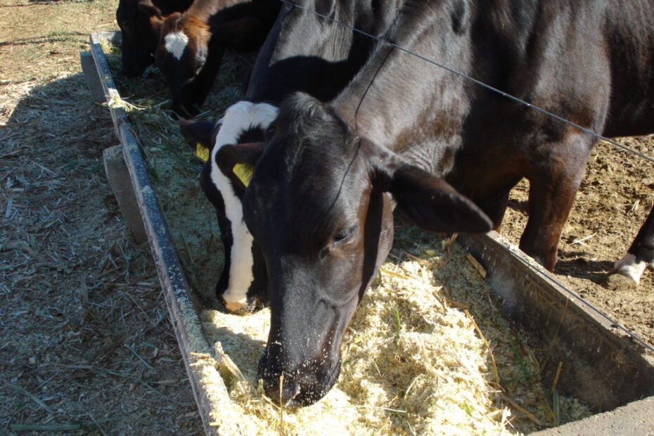 cana-de-acucar-alimentacao-vacas-leiteiras