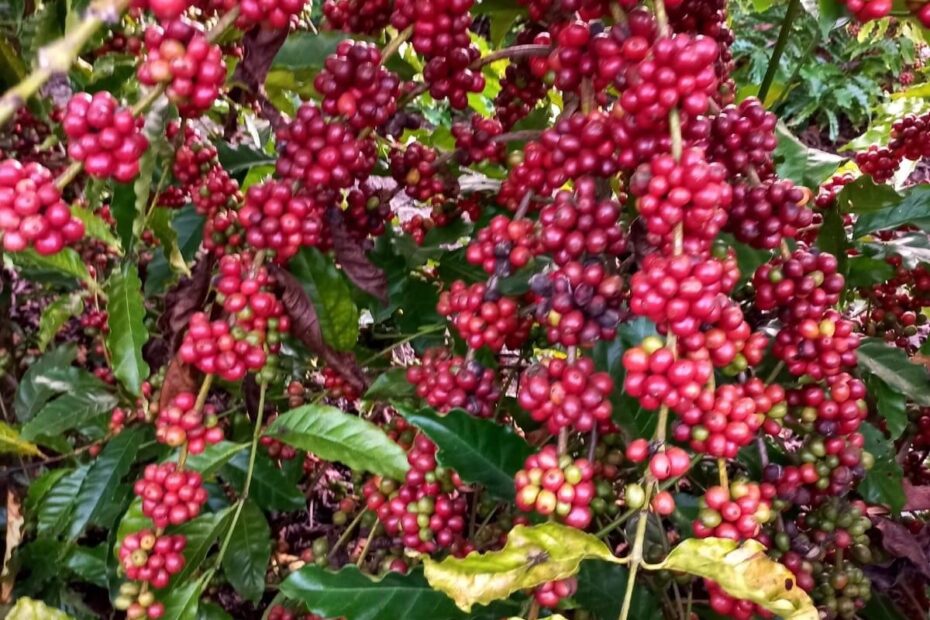 Em Cacoal, cafeicultura impulsiona desde comunidades indígenas a empreendedores urbanos