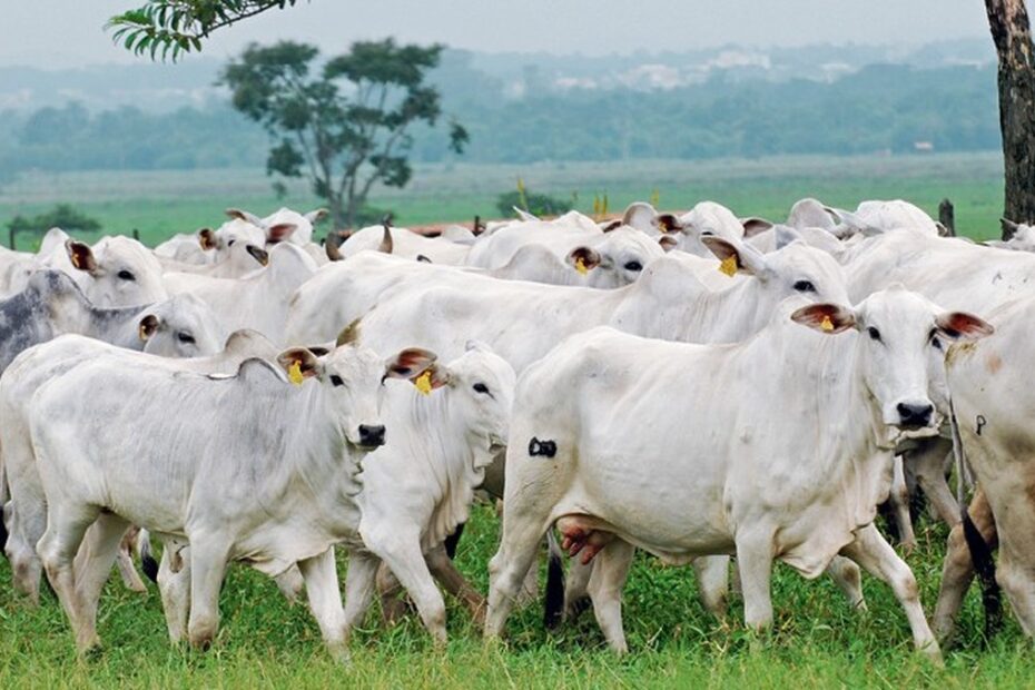 Exportação de carne bovina atinge volume recorde em abril | Boi