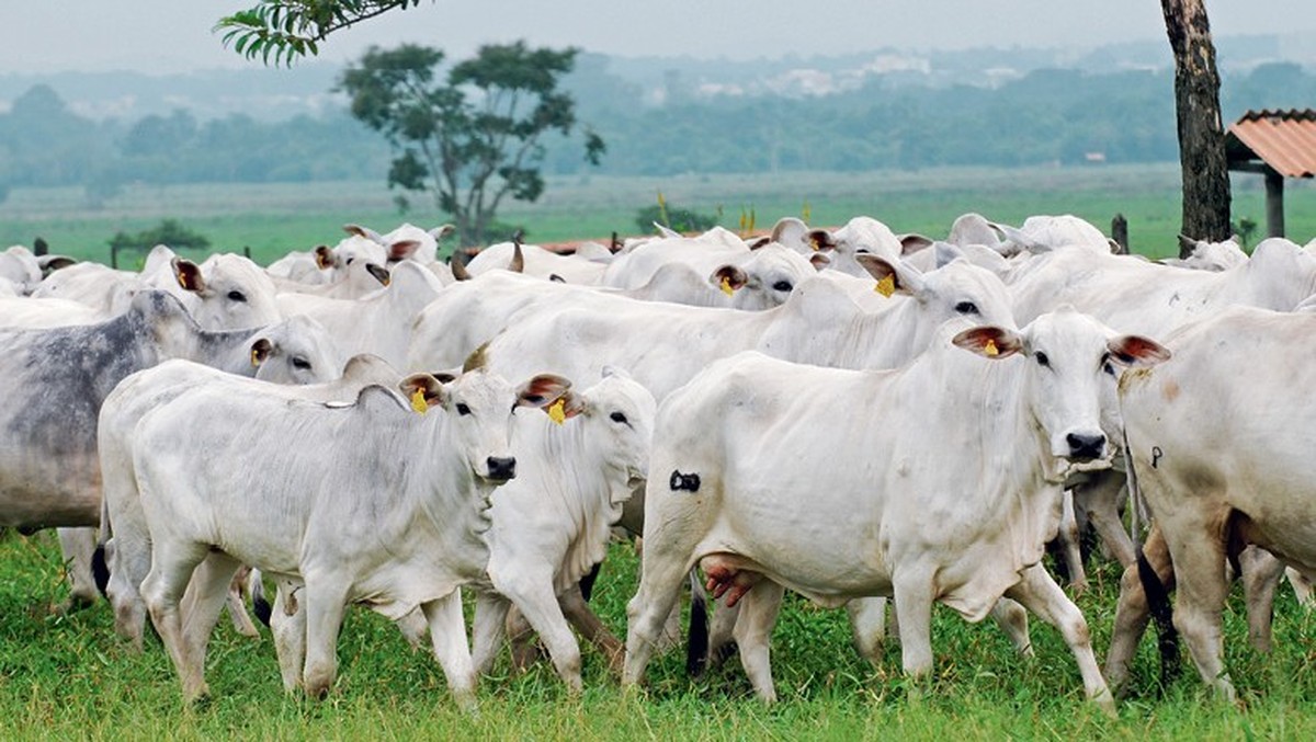 Exportação de carne bovina atinge volume recorde em abril | Boi