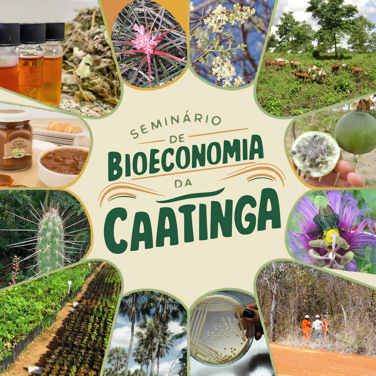 Seminário apresentará avanços e oportunidades da Bioeconomia na Caatinga