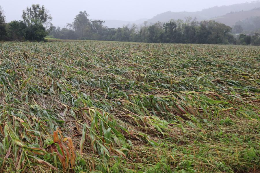 Mato Leitão tem prejuízo de R$ 12,9 milhões na Agricultura em razão da enchente
